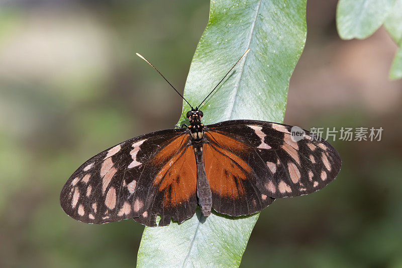 虎长翅虎（Heliconius hecale）